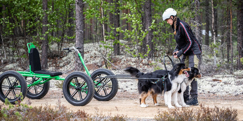 Dog cart on dirt road with two dogs and musher