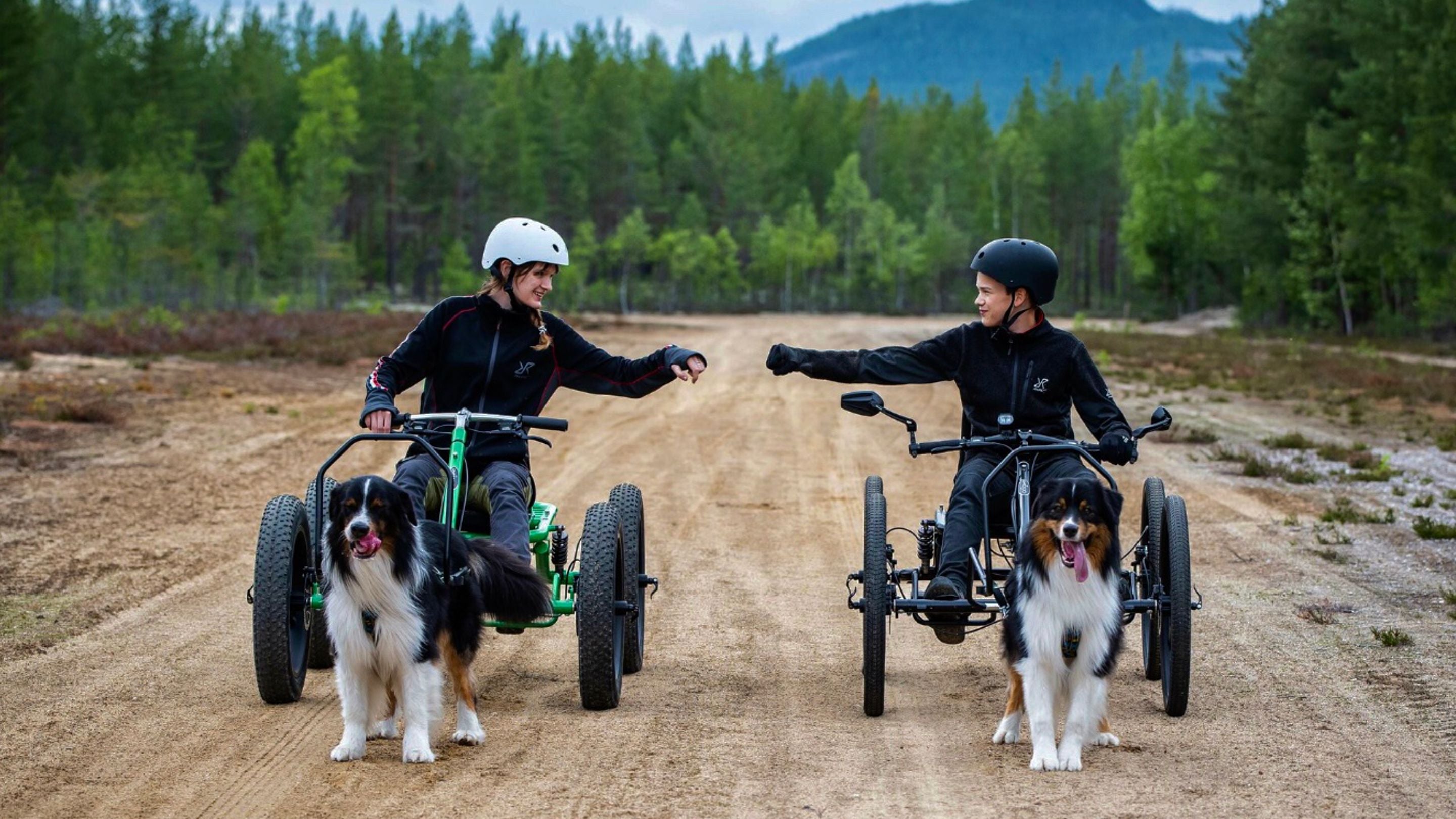 Dog sled with wheels shops